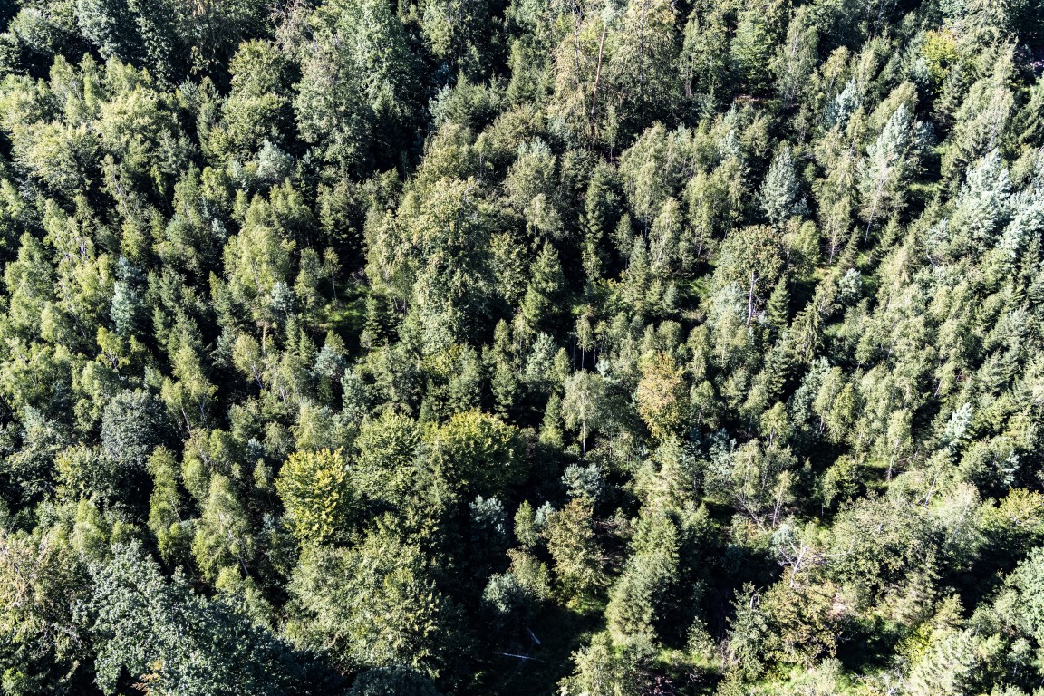 Forêt de Haguenau - Vue aérienne