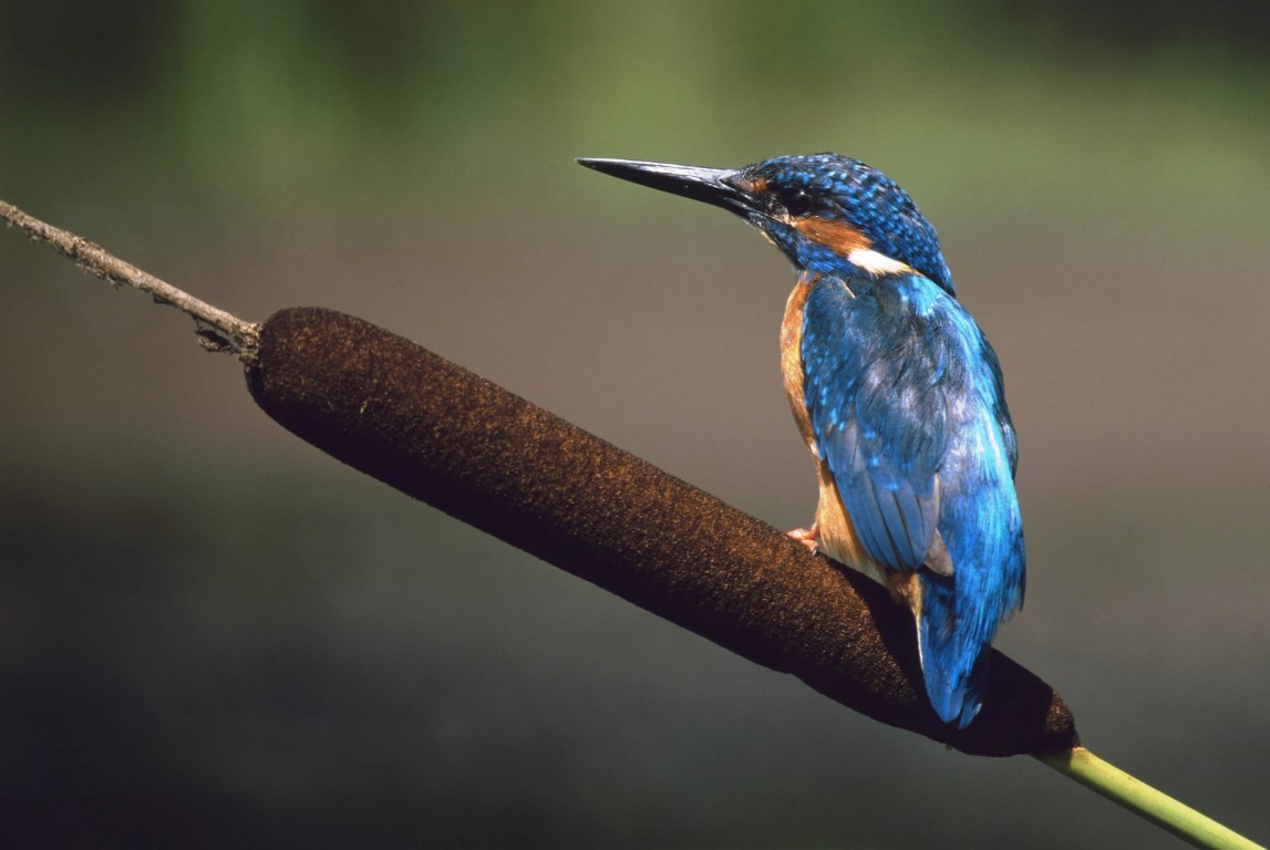 Martin pêcheur en Forêt de Haguenau