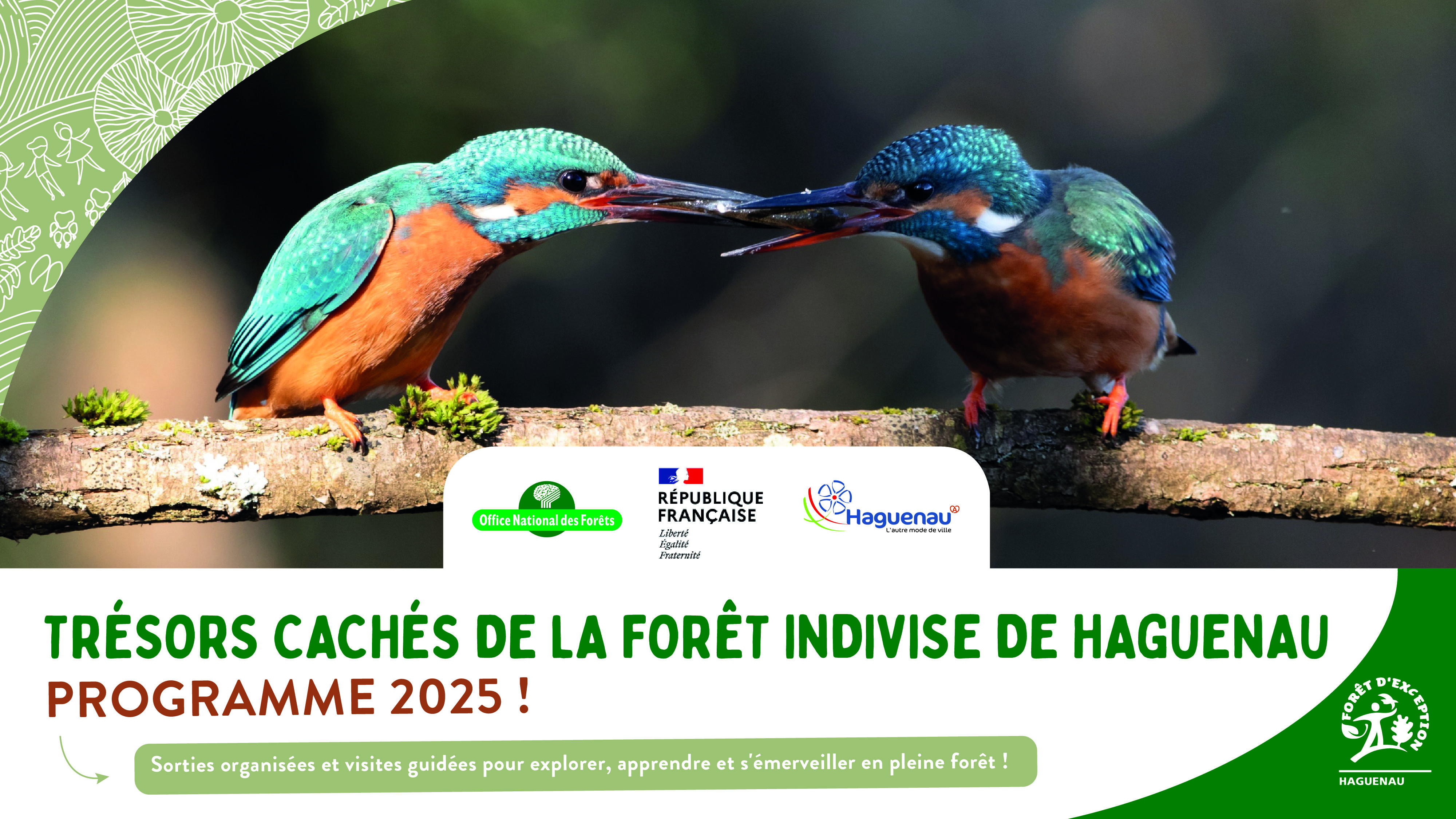 Lancement du programme de sorties  « Haguenau, Forêt d’Exception® » : 44 sorties pour découvrir ses trésors cachés !